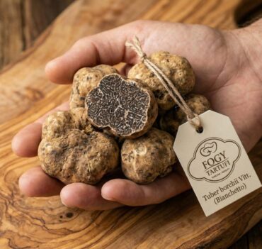Bianchetto, beli tartuf (Tuber borchii Vitt.)